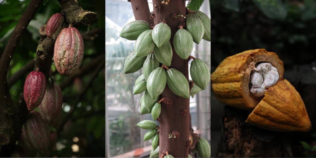 Ceremonial cacao cup - Lilac Cacao pod
