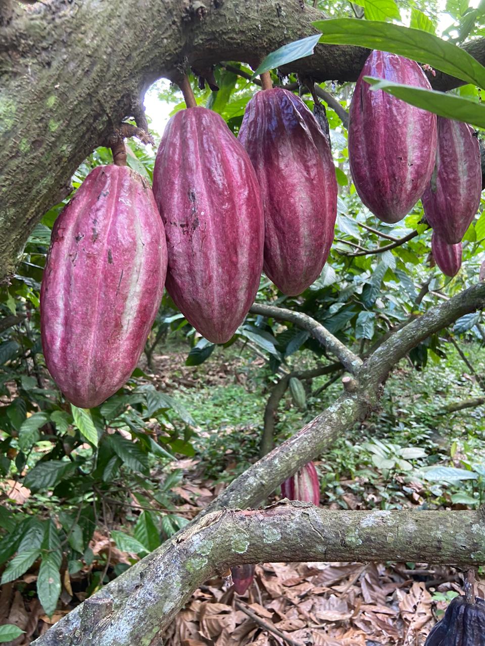 Ceremonial cacao from Costa Rica - Nahua VAICacao - 180g (B-Corp)